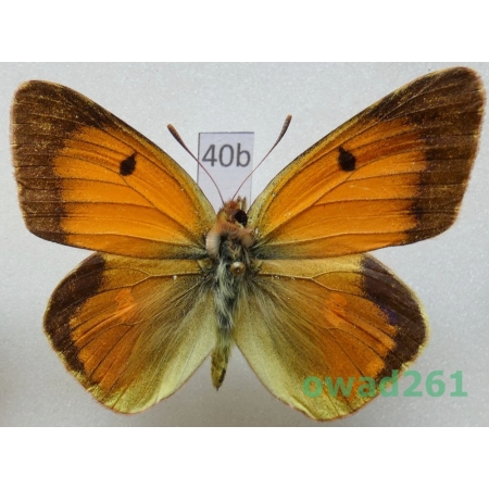 Colias romanovi Grum-Grshimailo, 1885 Kyrgyzstan40b